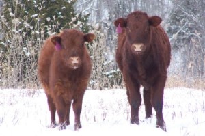 Cattle with their fuzzy, thick winter coats.  These cows were not victims of the SD blizzard. 